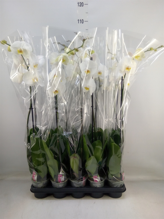 <h4>Phalaenopsis   ...white</h4>