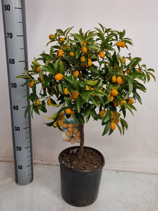 <h4>CITR MARGARITA</h4>