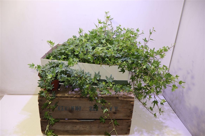 <h4>arr8 Hed He Sjoelle</h4>