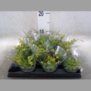Peperomia pros.