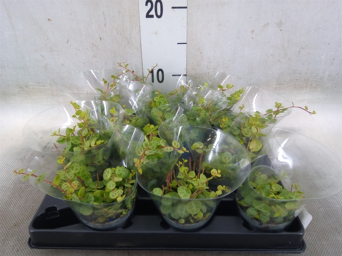 <h4>Peperomia pros.</h4>