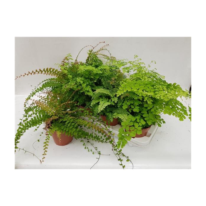 <h4>Adiantum Gemengd</h4>