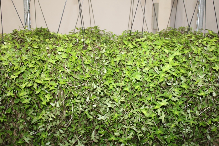 <h4>CALLISIA C21</h4>