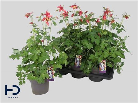 <h4>Aquilegia x hybrida Earlybird Red Yellow</h4>