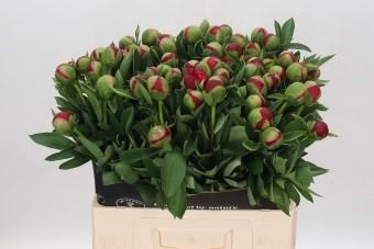 <h4>Paeonia Diana Parks</h4>