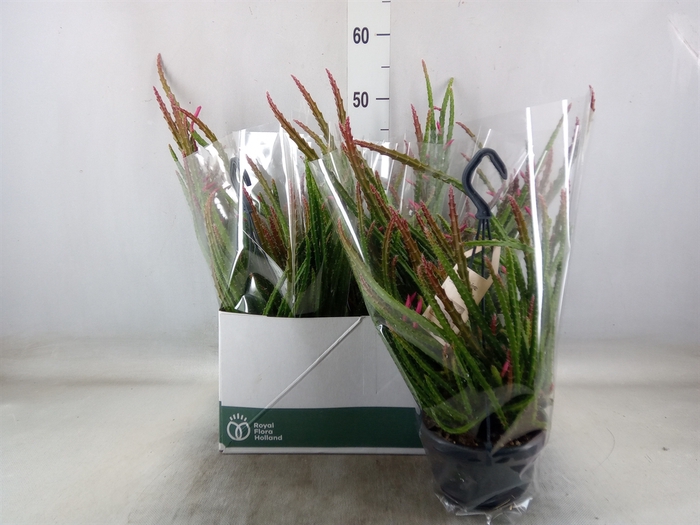 <h4>Cactus   ...hangingplants</h4>