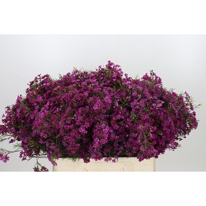 CHAME PURPLE RAIN