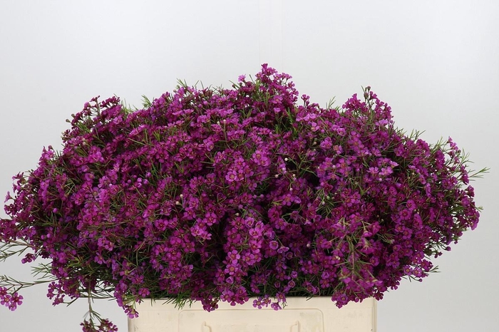 <h4>CHAME PURPLE RAIN</h4>