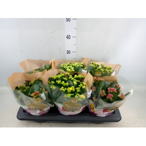 Kalanchoe blos. 'RosDon Collection'