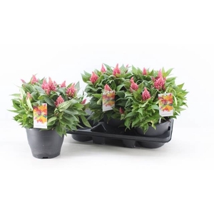 CEL PL KEL FIRE PINK