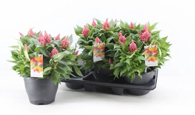 <h4>CEL PL KEL FIRE PINK</h4>