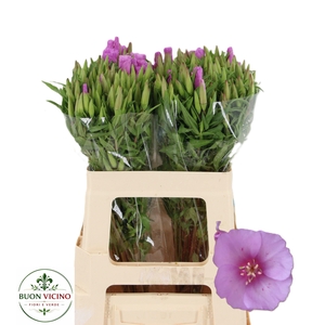 CLARKIA LAVENDEL