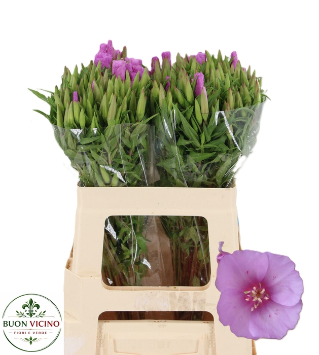 <h4>CLARKIA LAVENDEL</h4>