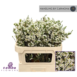Chame White Crystal Pearl 70cm