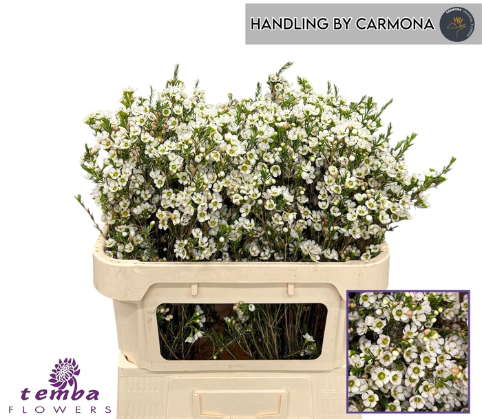 <h4>Chame White Crystal Pearl 70cm</h4>