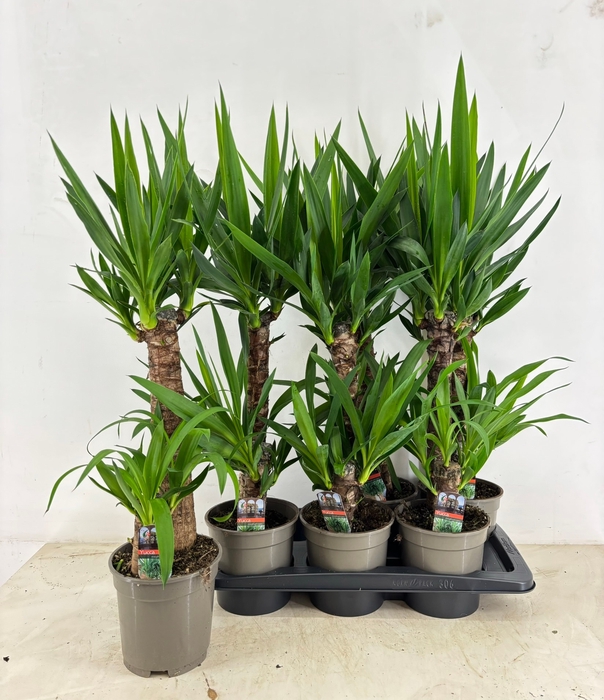 <h4>YUCCA</h4>