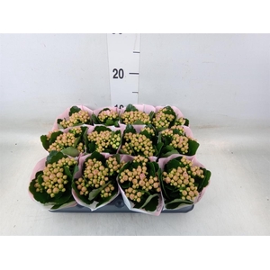 Kalanchoe  'MoreFlow Lillian'