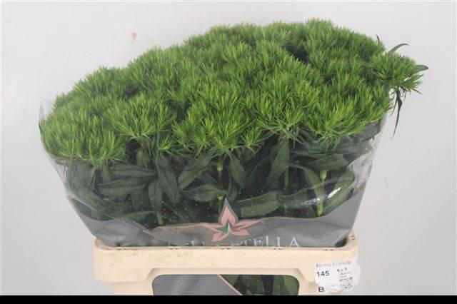 <h4>DI BARB GREEN WICKY</h4>