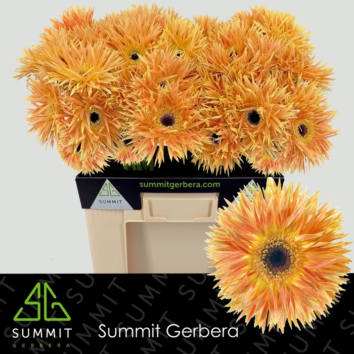 <h4>Gerbera Spider Anacleto Water</h4>