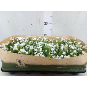 Campanula porten. 'Get Mee White'