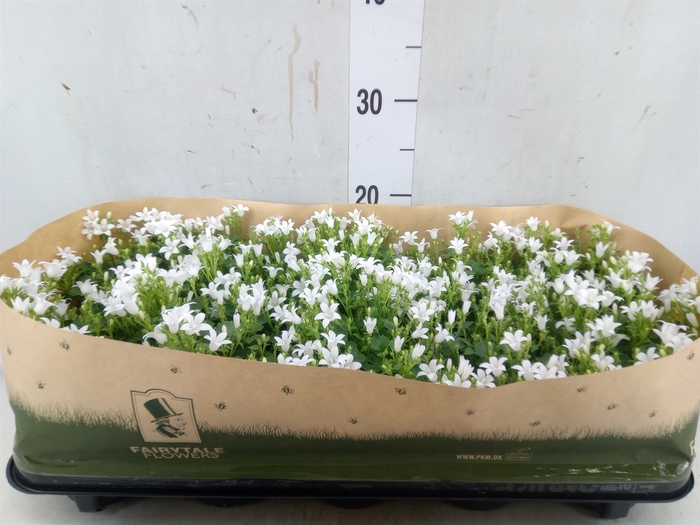 <h4>Campanula porten. 'Get Mee White'</h4>