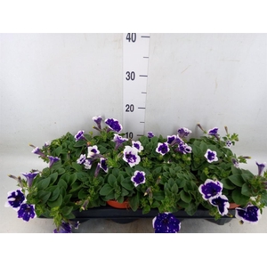 Petunia  'Nightsky'