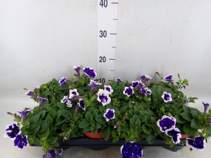 <h4>Petunia  'Nightsky'</h4>