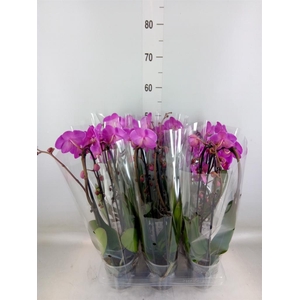 Phalaenopsis  'Elegant Cascade'