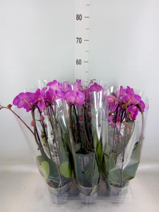 <h4>Phalaenopsis  'Elegant Cascade'</h4>