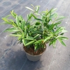 Prunus Zabeliana