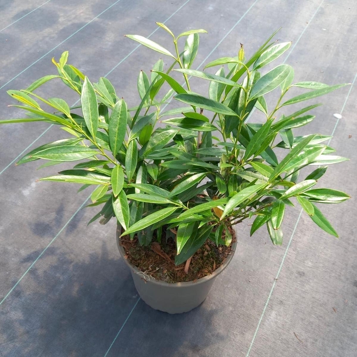 Prunus Zabeliana