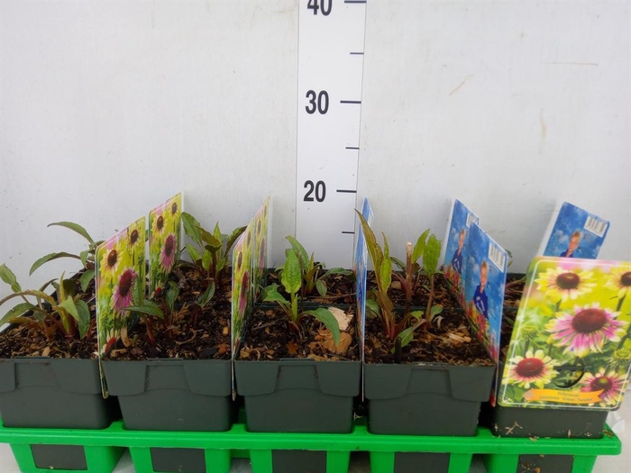 <h4>Echinacea purp.</h4>