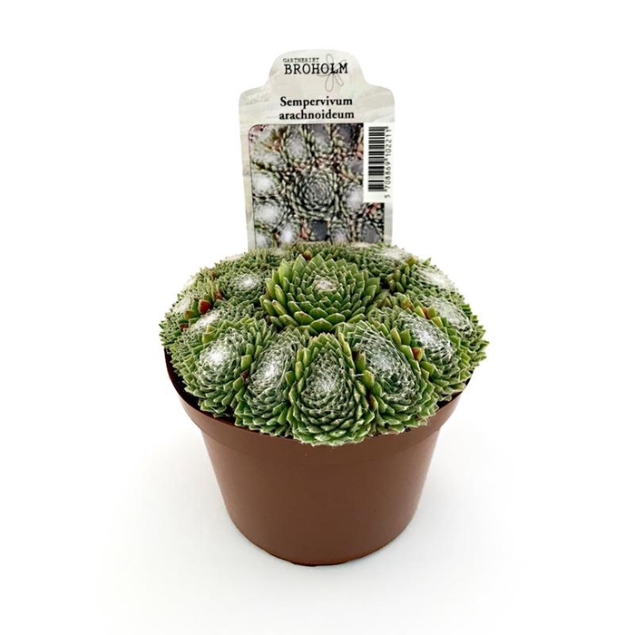 <h4>SEMPERVIVUM-HYBRID P11 Z. ETIKET</h4>
