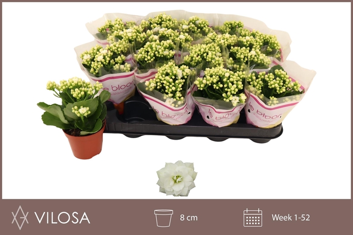 <h4>KAL GE WHITES WHITE</h4>