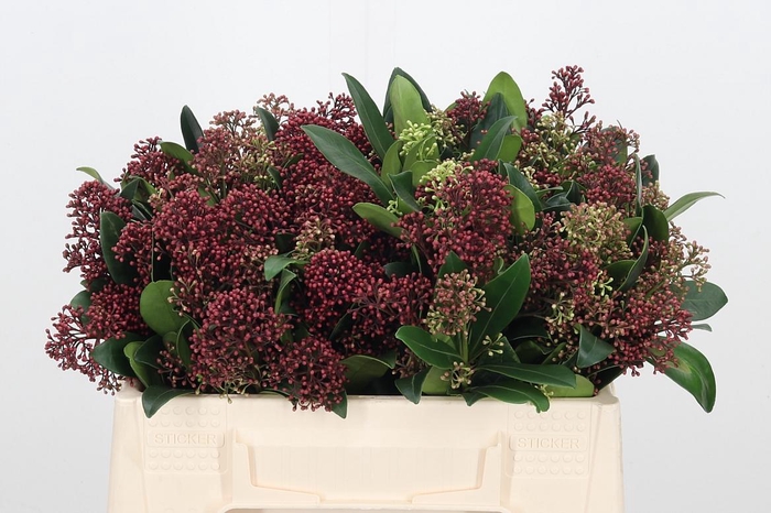 <h4>Skimmia Rubella</h4>