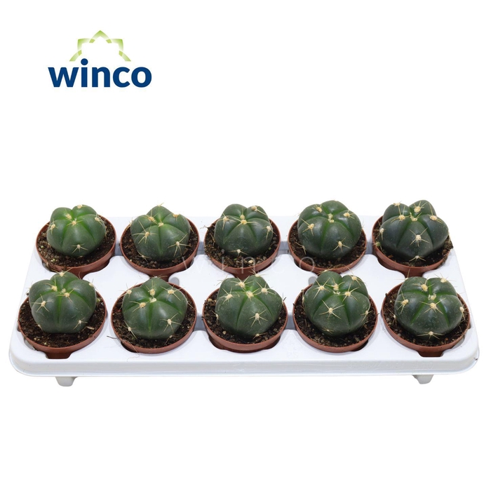 <h4>Gymnocalycium Horsti</h4>