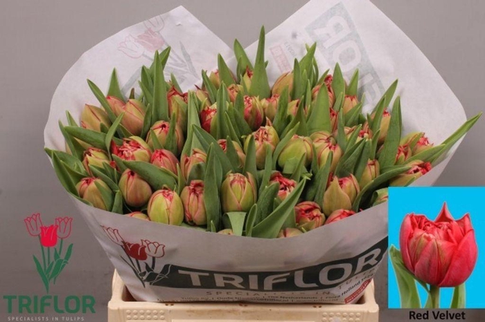 <h4>Tulipa do red velvet</h4>