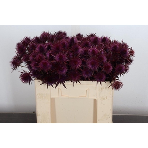 Eryn Ov Klb Dark Cerise