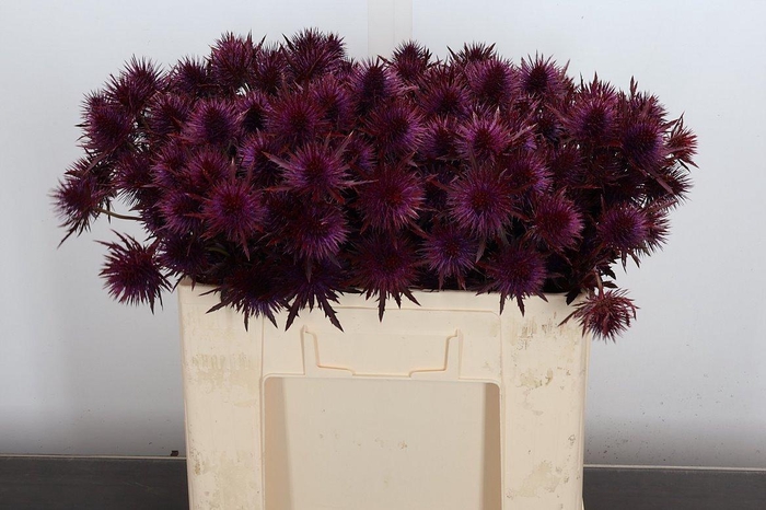 <h4>Eryn Ov Klb Dark Cerise</h4>