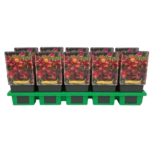 Delosperma cooperi Delmara 'Red' P11