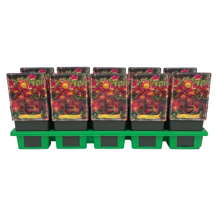<h4>Delosperma cooperi Delmara 'Red' P11</h4>