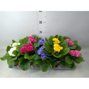 Primula ac. 'Dbl Rubens'  ...mix