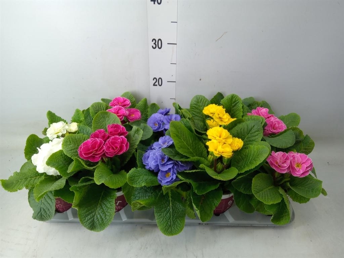 <h4>Primula ac. 'Dbl Rubens'  ...mix</h4>