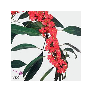 Euphorbia sp marielle