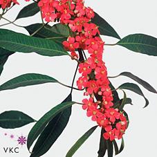<h4>Euphorbia sp marielle</h4>