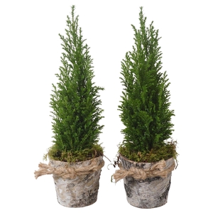 PTK25167 Ellwoodii in hout pot