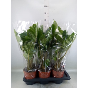 Alocasia  'Low Rider'