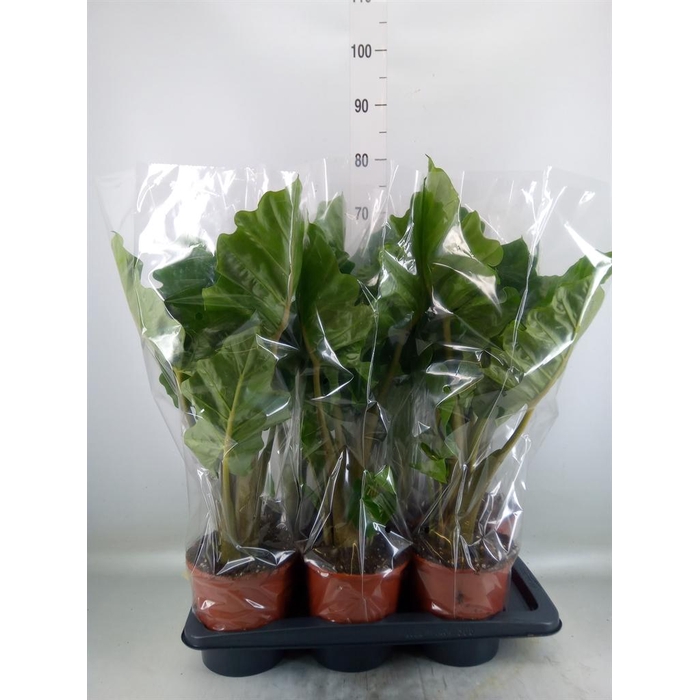 <h4>Alocasia  'Low Rider'</h4>