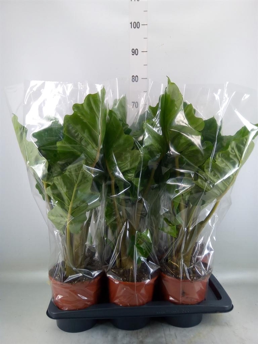 <h4>Alocasia  'Low Rider'</h4>