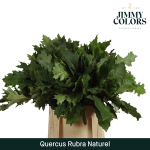 Quercus Rubra naturel L60 Naturel